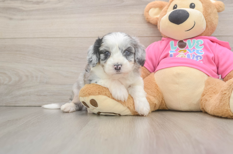 5 week old Aussiechon Puppy For Sale - Florida Fur Babies