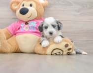 7 week old Aussiechon Puppy For Sale - Florida Fur Babies