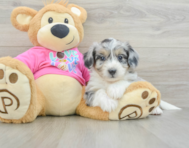 8 week old Aussiechon Puppy For Sale - Florida Fur Babies