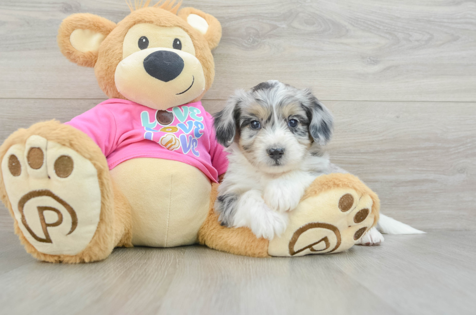 6 week old Aussiechon Puppy For Sale - Florida Fur Babies