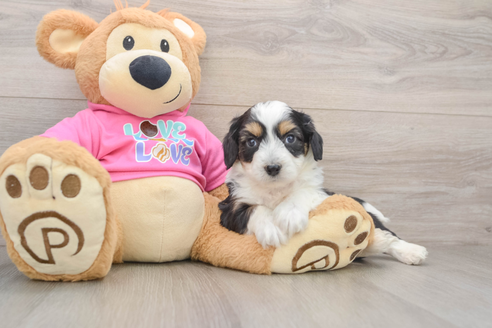 Aussiechon Puppy for Adoption