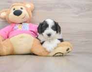 8 week old Aussiechon Puppy For Sale - Florida Fur Babies