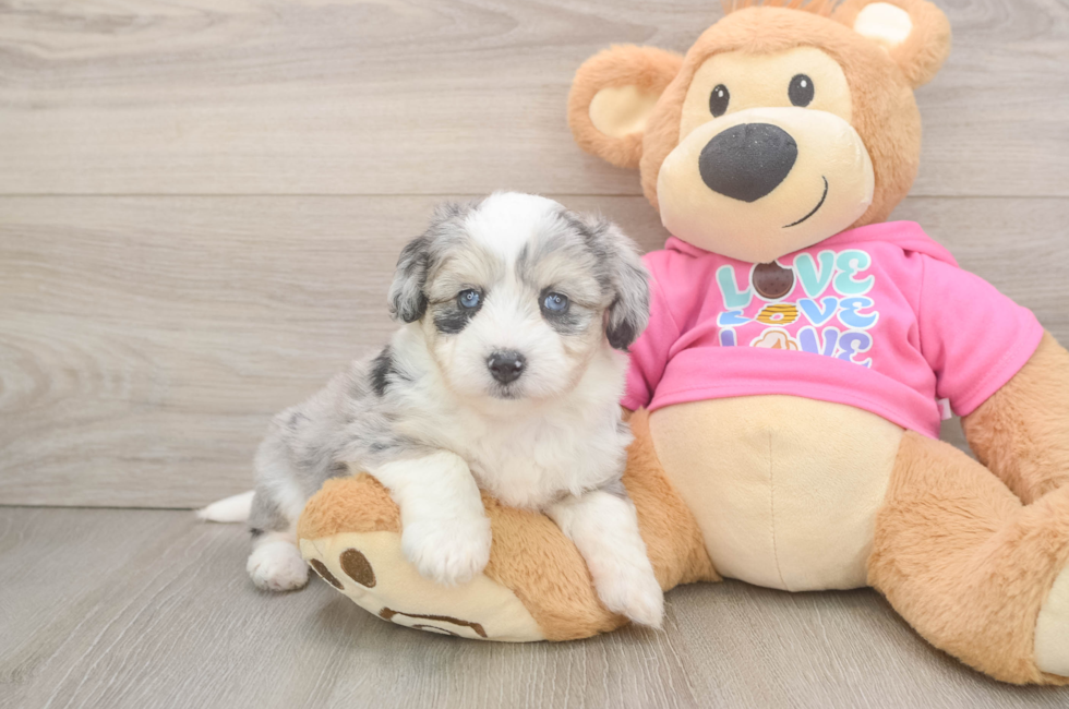 5 week old Aussiechon Puppy For Sale - Florida Fur Babies
