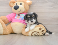 8 week old Aussiechon Puppy For Sale - Florida Fur Babies