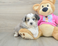 8 week old Aussiechon Puppy For Sale - Florida Fur Babies