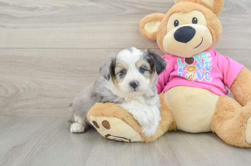 6 week old Aussiechon Puppy For Sale - Florida Fur Babies