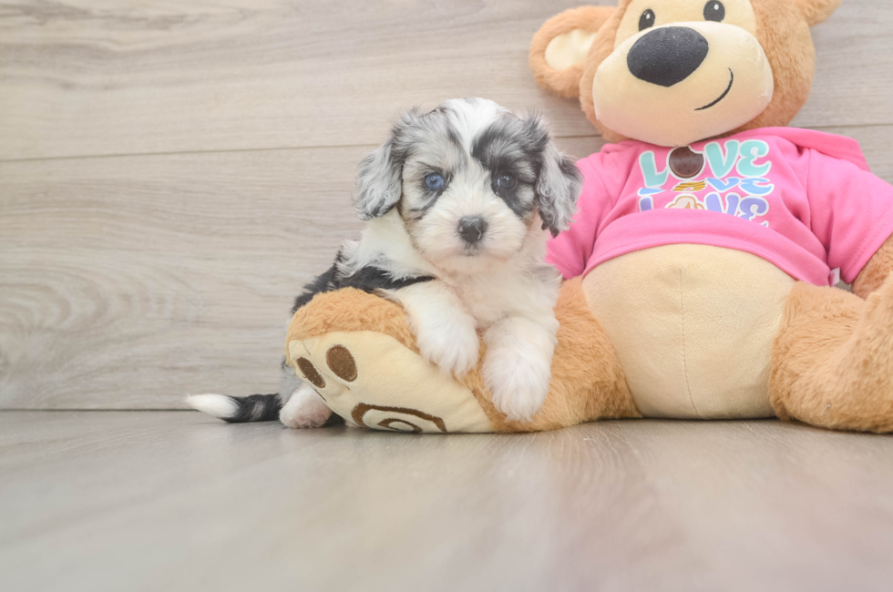 5 week old Aussiechon Puppy For Sale - Florida Fur Babies