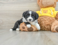 8 week old Aussiechon Puppy For Sale - Florida Fur Babies