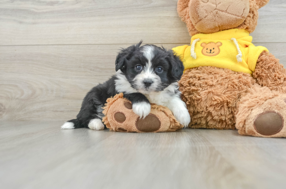 9 week old Aussiechon Puppy For Sale - Florida Fur Babies