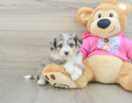 8 week old Aussiechon Puppy For Sale - Florida Fur Babies