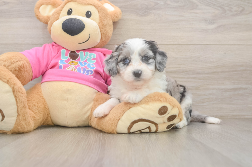 5 week old Aussiechon Puppy For Sale - Florida Fur Babies