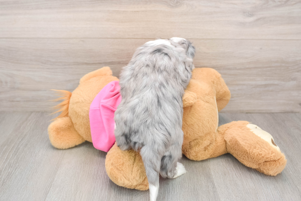 Friendly Aussiechon Baby