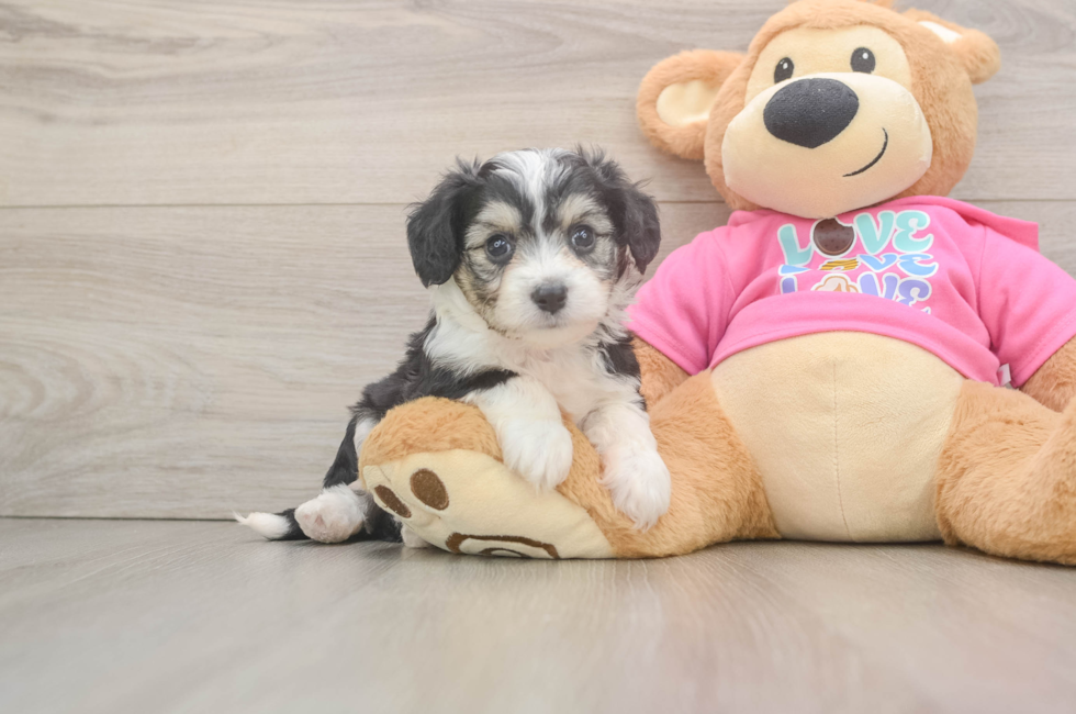 5 week old Aussiechon Puppy For Sale - Florida Fur Babies