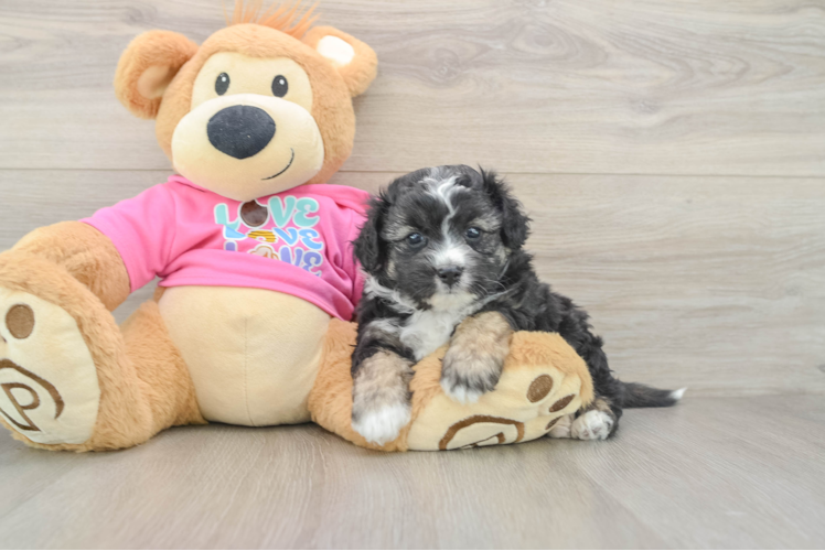 Popular Aussiechon Designer Pup