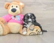 8 week old Aussiechon Puppy For Sale - Florida Fur Babies