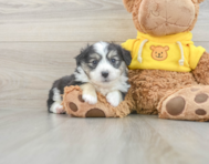 7 week old Aussiechon Puppy For Sale - Florida Fur Babies