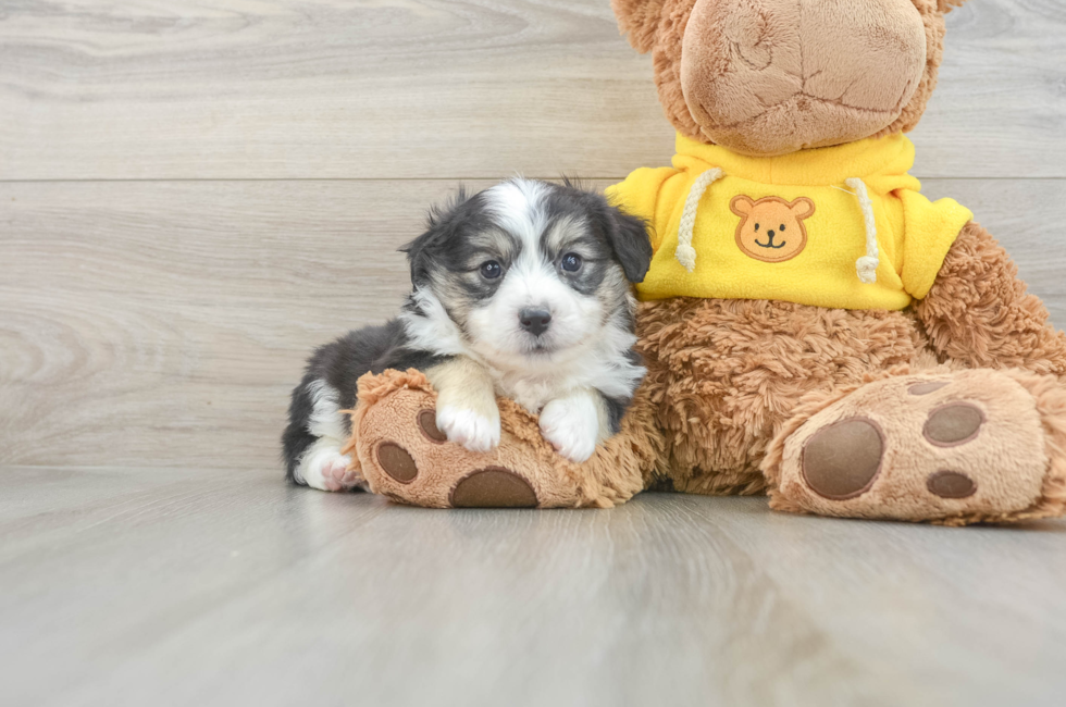 7 week old Aussiechon Puppy For Sale - Florida Fur Babies