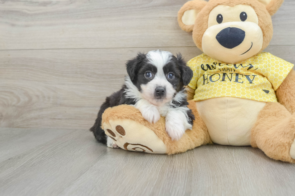 5 week old Aussiechon Puppy For Sale - Florida Fur Babies