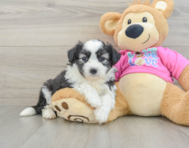 5 week old Aussiechon Puppy For Sale - Florida Fur Babies