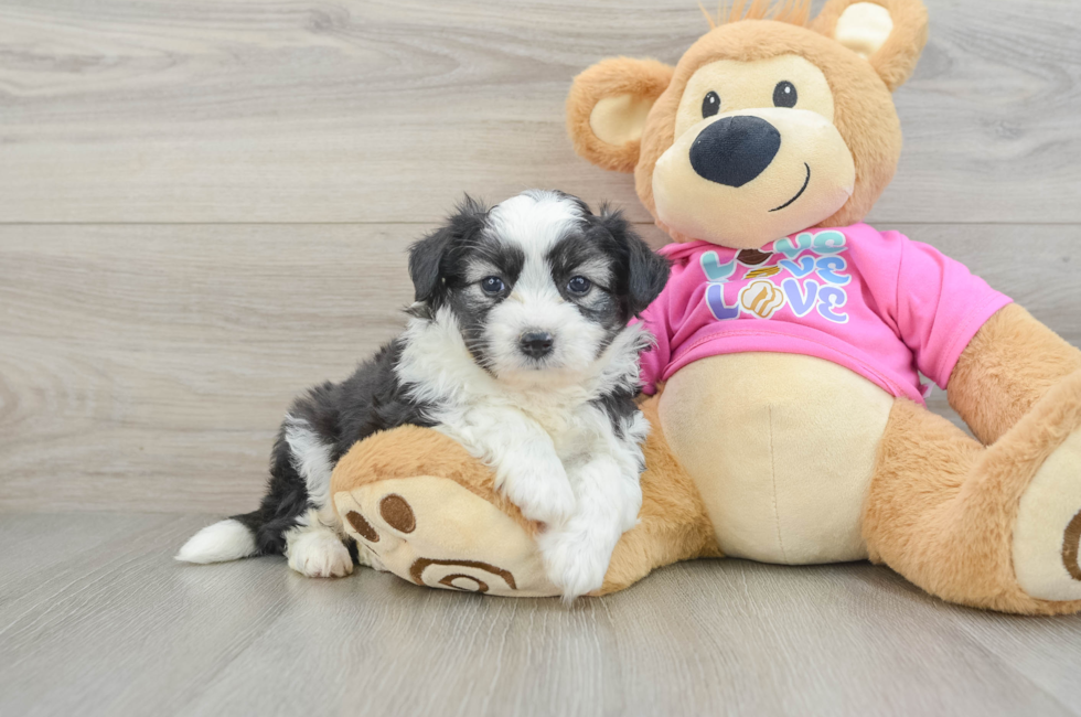6 week old Aussiechon Puppy For Sale - Florida Fur Babies