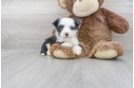 Meet Trev - our Aussiechon Puppy Photo 1/3 - Florida Fur Babies
