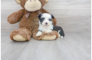 Meet Trev - our Aussiechon Puppy Photo 2/3 - Florida Fur Babies