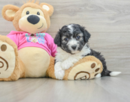 5 week old Aussiechon Puppy For Sale - Florida Fur Babies