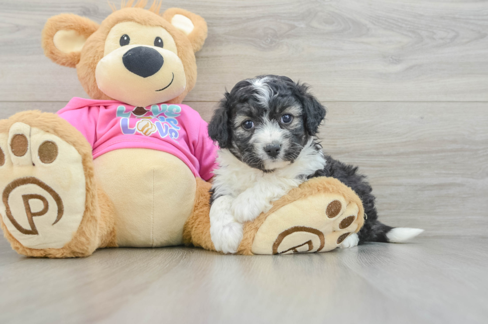 6 week old Aussiechon Puppy For Sale - Florida Fur Babies