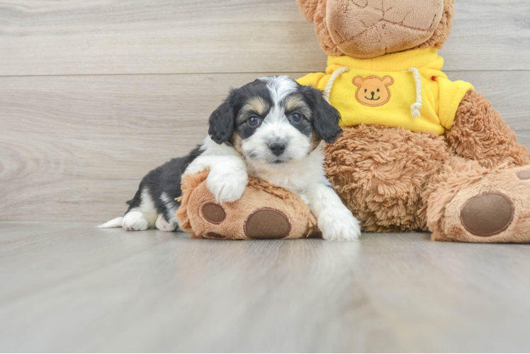 Fluffy Aussiechon Designer Pup