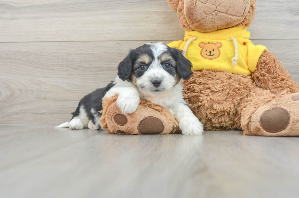 7 week old Aussiechon Puppy For Sale - Florida Fur Babies