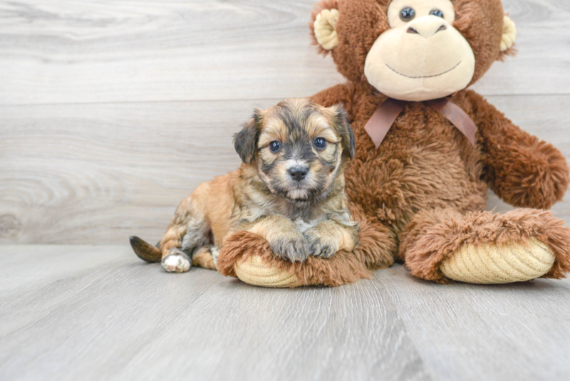 Meet Tuscan - our Aussiechon Puppy Photo 1/3 - Florida Fur Babies