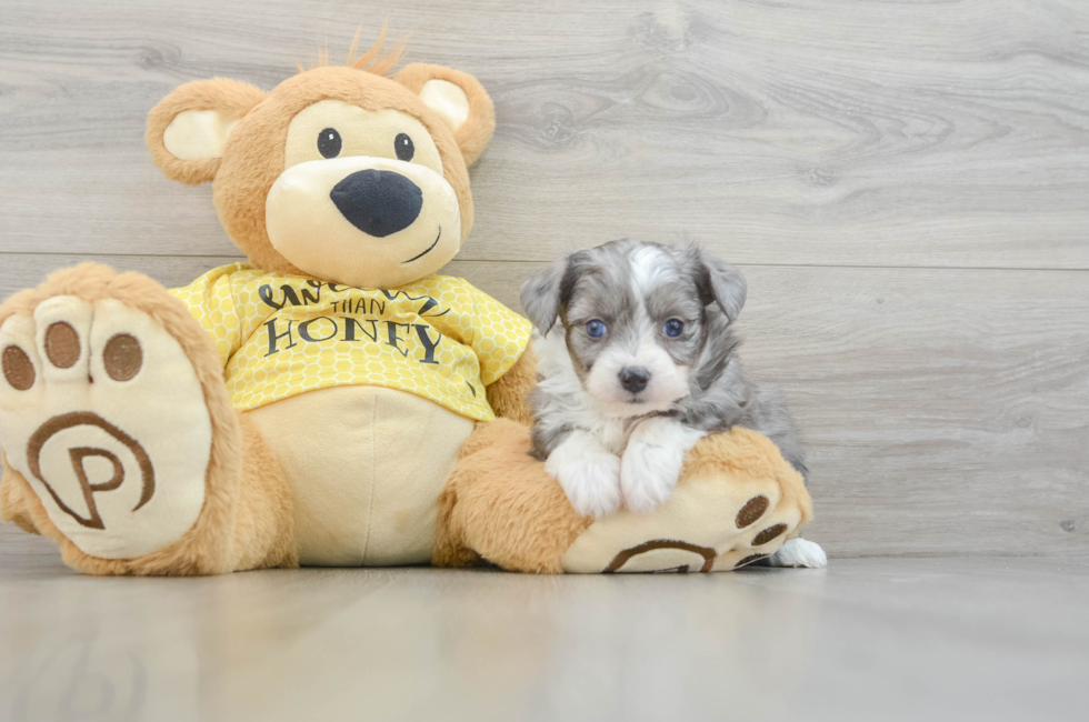 5 week old Aussiechon Puppy For Sale - Florida Fur Babies