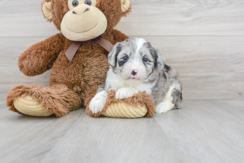 Meet Twilight - our Aussiechon Puppy Photo 1/3 - Florida Fur Babies