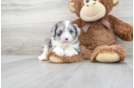Meet Twilight - our Aussiechon Puppy Photo 2/3 - Florida Fur Babies