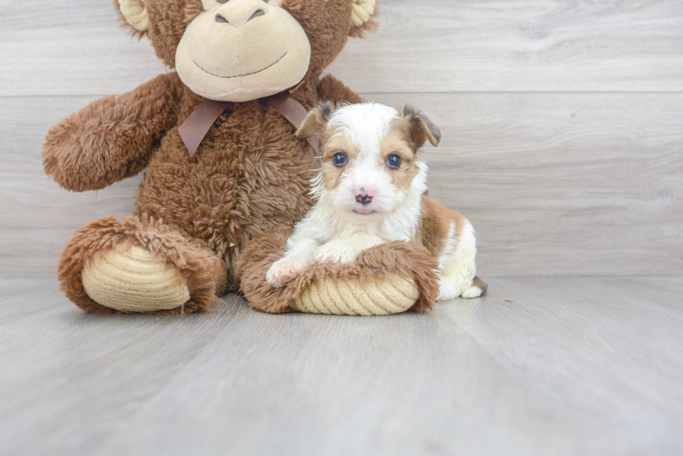 Meet Tyco - our Aussiechon Puppy Photo 2/3 - Florida Fur Babies