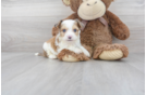 Meet Tyco - our Aussiechon Puppy Photo 1/3 - Florida Fur Babies