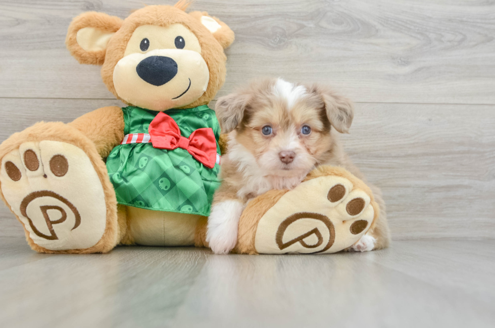 6 week old Aussiechon Puppy For Sale - Florida Fur Babies