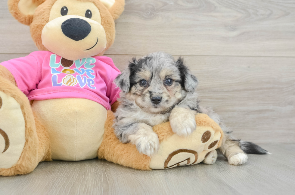 5 week old Aussiechon Puppy For Sale - Florida Fur Babies