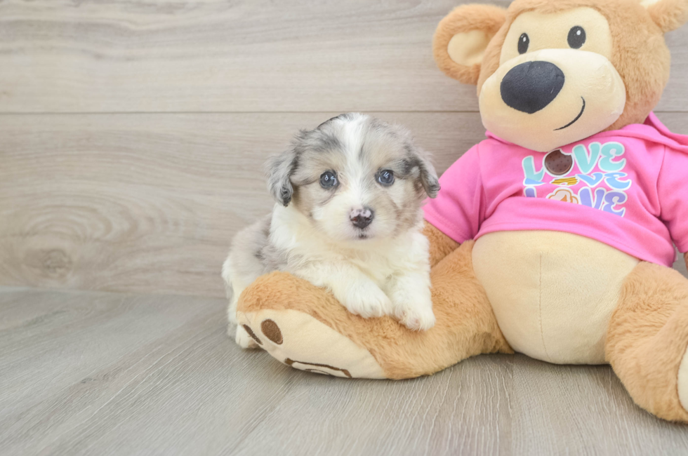 5 week old Aussiechon Puppy For Sale - Florida Fur Babies