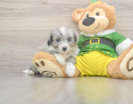 5 week old Aussiechon Puppy For Sale - Florida Fur Babies