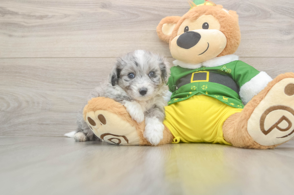 5 week old Aussiechon Puppy For Sale - Florida Fur Babies