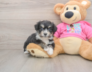 8 week old Aussiechon Puppy For Sale - Florida Fur Babies