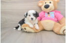 Petite Aussiechon Designer Pup