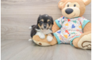Aussiechon Pup Being Cute