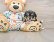 6 week old Aussiechon Puppy For Sale - Florida Fur Babies