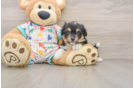 Aussiechon Pup Being Cute
