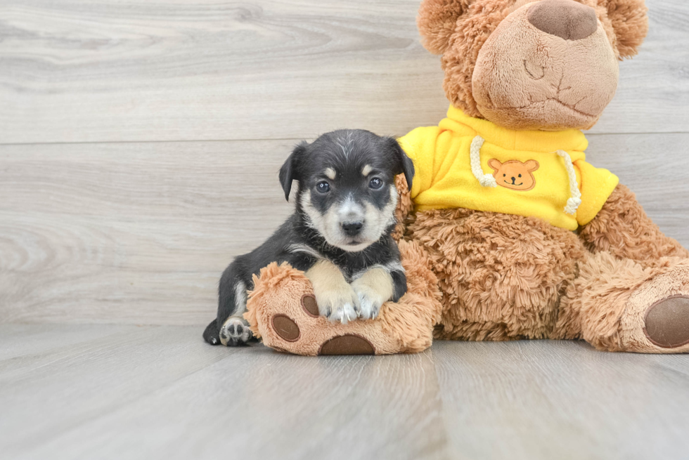 Hypoallergenic Australian Designer Puppy