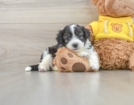 7 week old Aussiechon Puppy For Sale - Florida Fur Babies