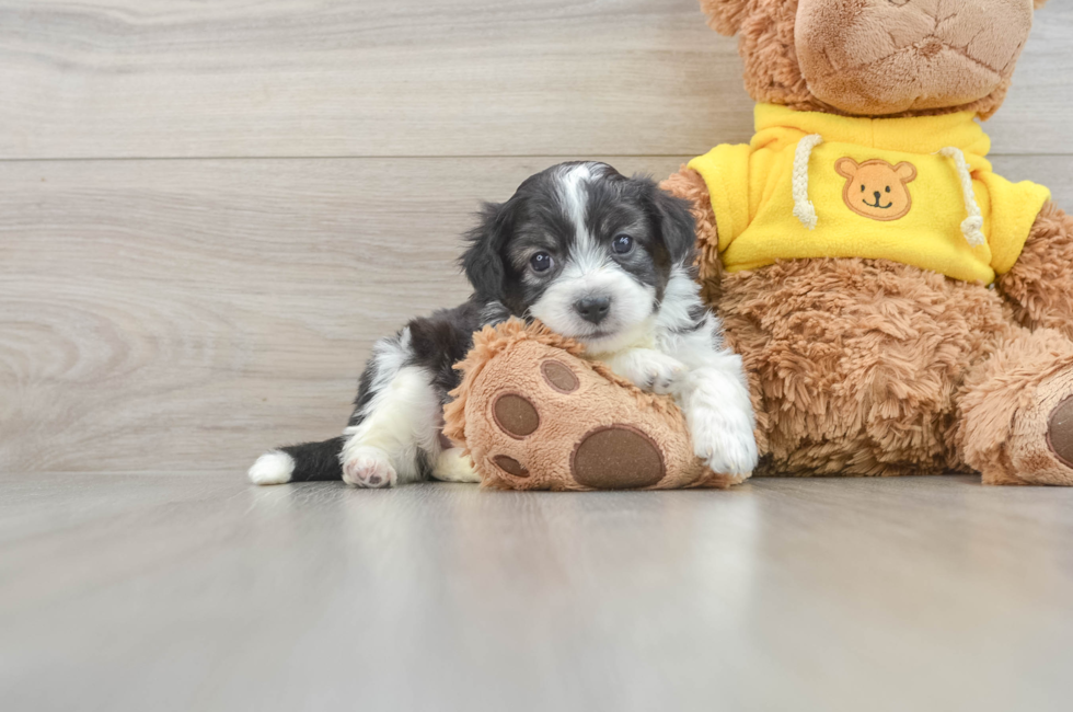 7 week old Aussiechon Puppy For Sale - Florida Fur Babies