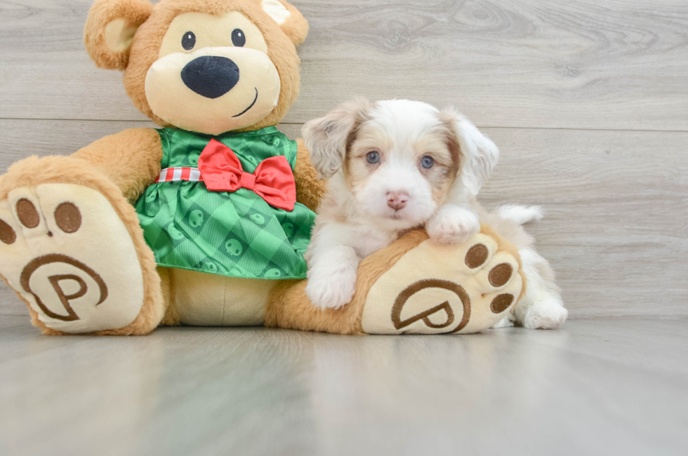 6 week old Aussiechon Puppy For Sale - Florida Fur Babies